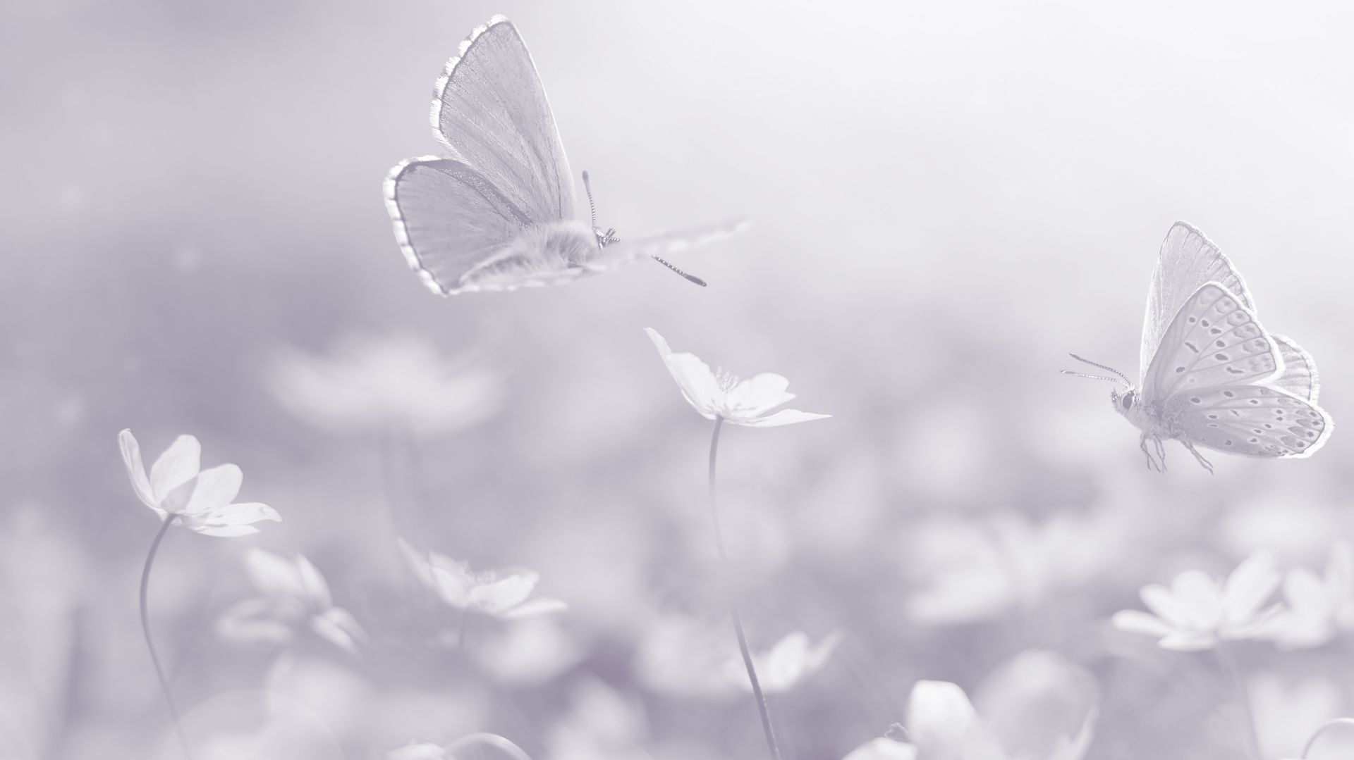 Black and white butterflies to fit the Institute's original theme