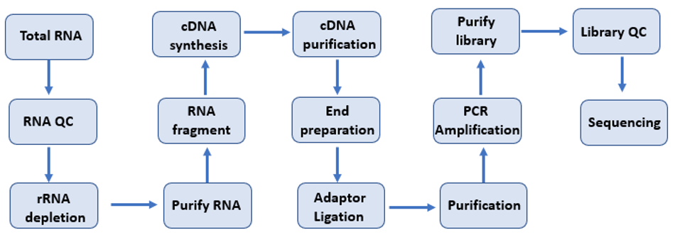 Service Workflow Photo of Total RNA Sequence