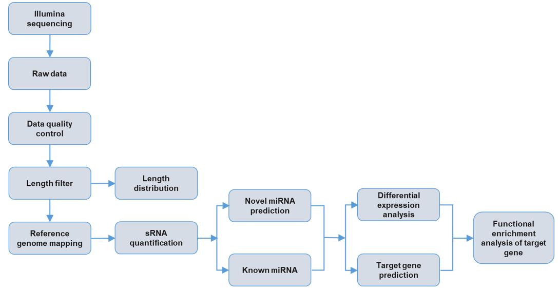 Analysis Pipeline sRNA Diagram