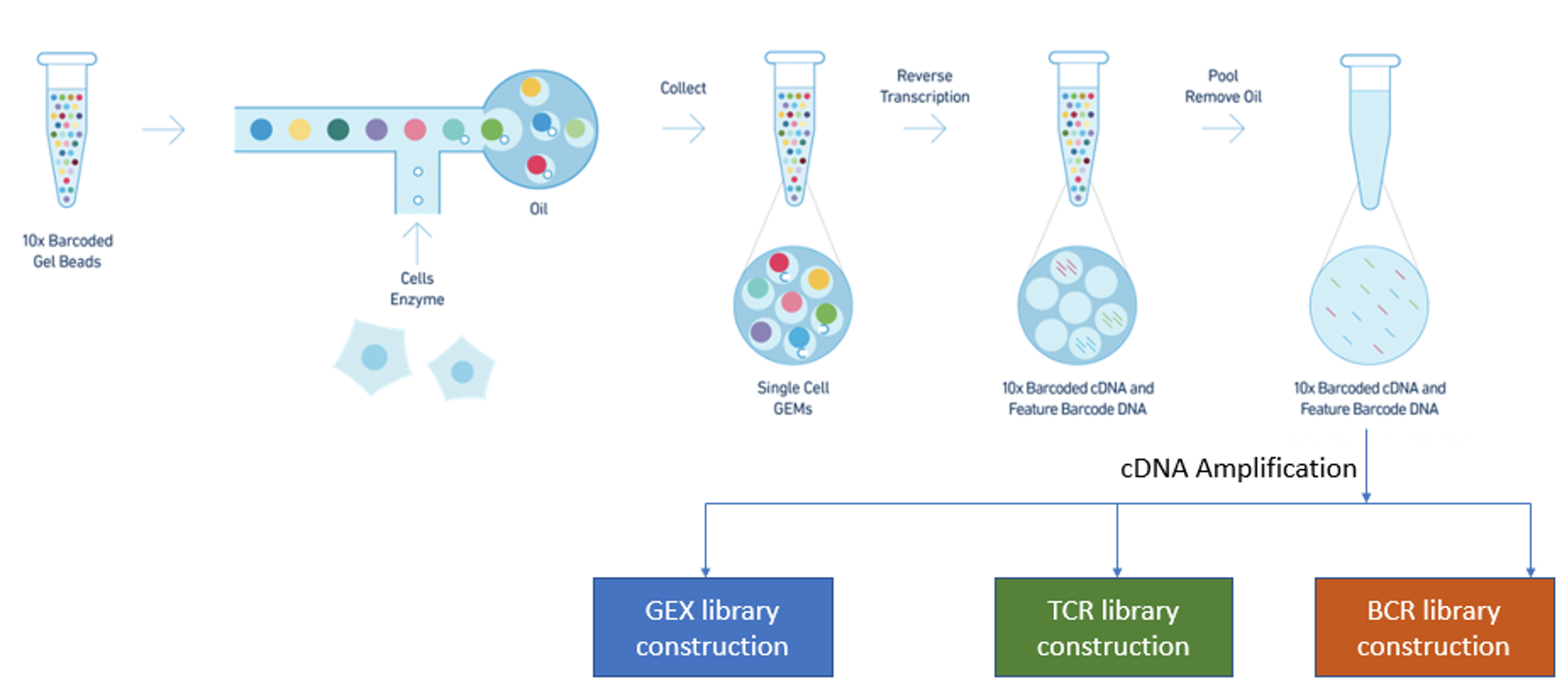 scRNA-Immune-diagram