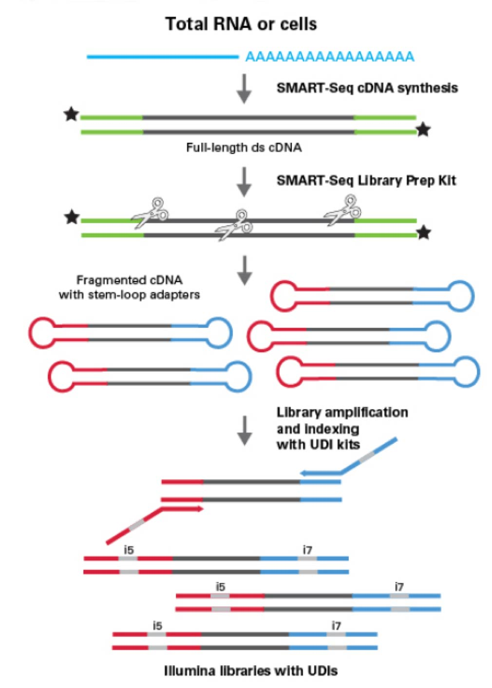 Total RNA Cells Smart Sequence Synthesis Diagram