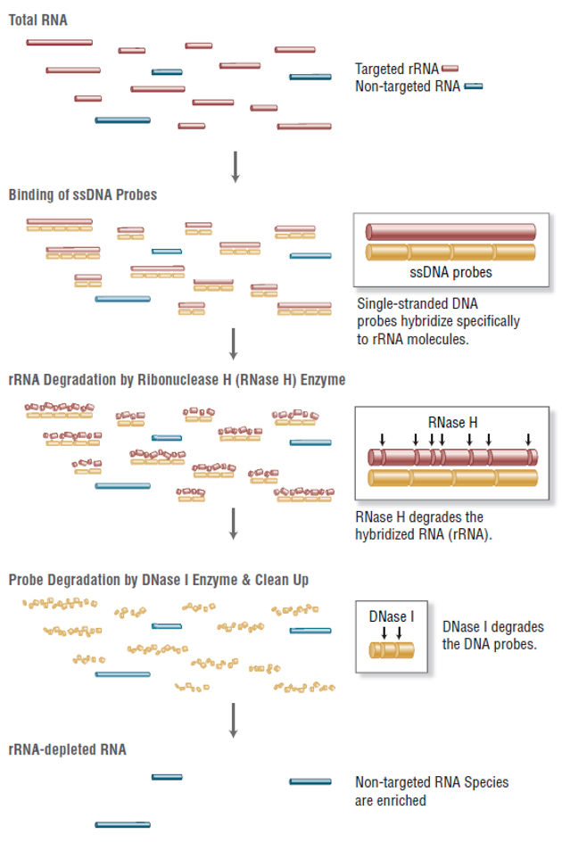 Total RNA Sequencing Photo
