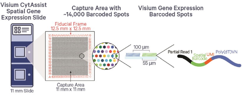 Photofor Visium CytAssist 14000 Barcoded Spots