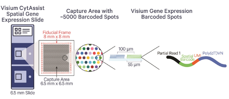 Photofor Visium CytAssist 5000 Barcoded Spots