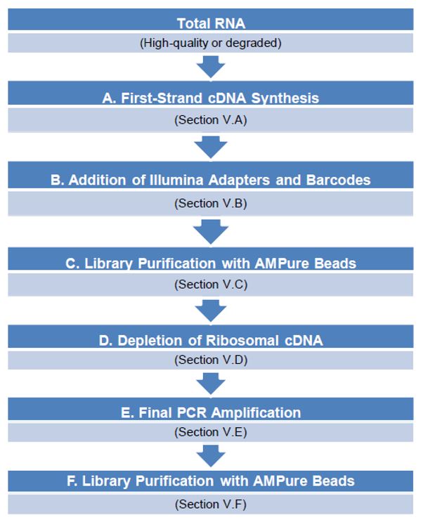 Workflow diagram for ultra-low input total RNA sequencing service. It shows key steps including sample collection, RNA extraction, cDNA synthesis, library preparation, sequencing, and data analysis. Each step is represented with labeled icons and directional arrows to illustrate the sequential process.