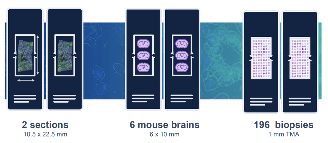 Xenium spatial transcriptomics image showing mouse brain sections and human tumor biopsies with fluorescent gene expression markers