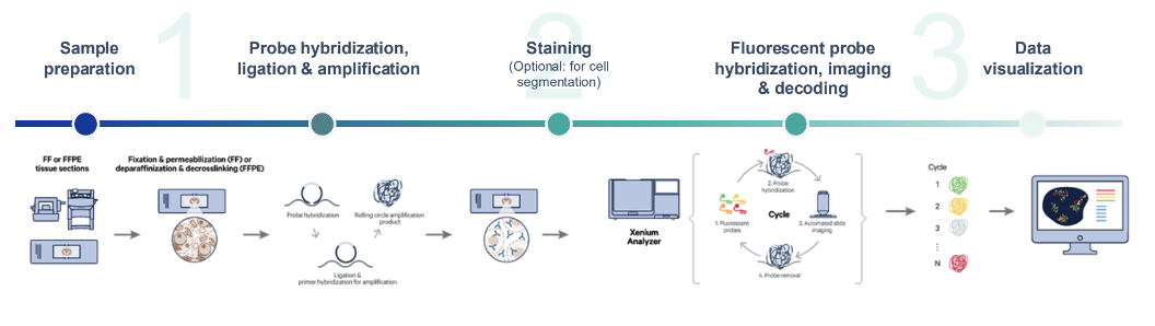 Xenium In Situ service workflow diagram illustrating sample preparation, imaging, data analysis, and results delivery steps