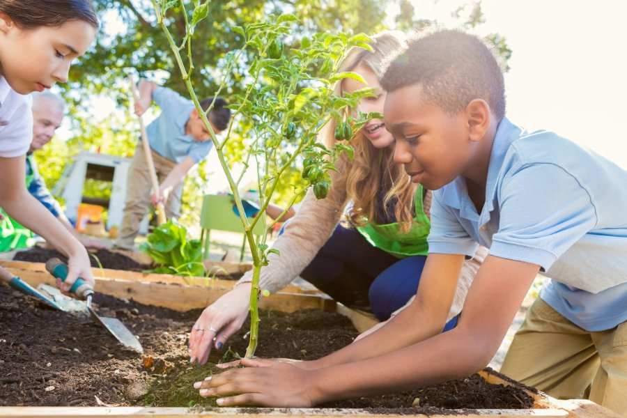 Texas Sprouts – a gardening, nutrition, and cooking intervention implemented in elementary schools in Austin – improved glucose control and reduced bad cholesterol in high-risk minority youth. (Photo by Getty Images)