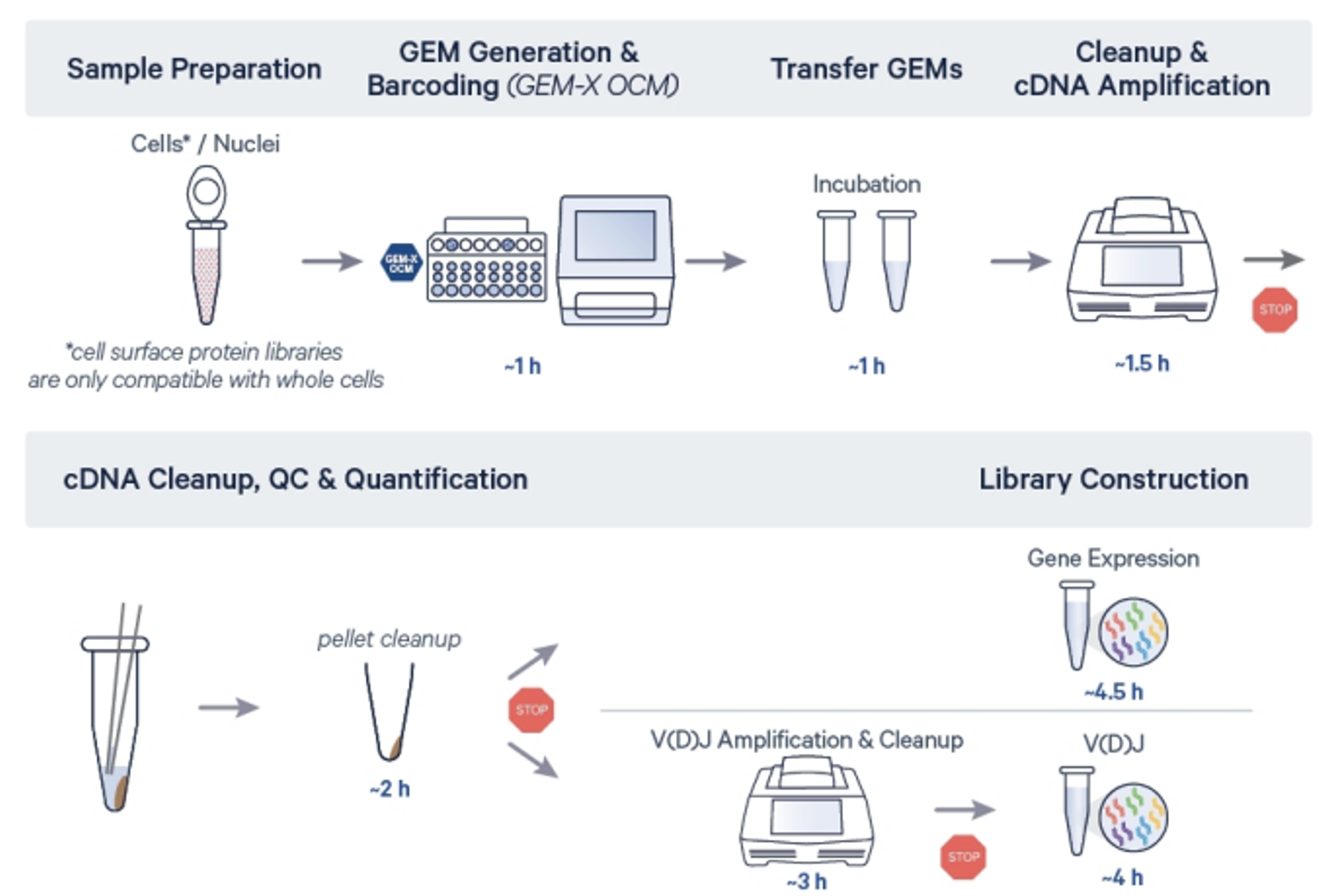 Ocm-sample-preparation.png