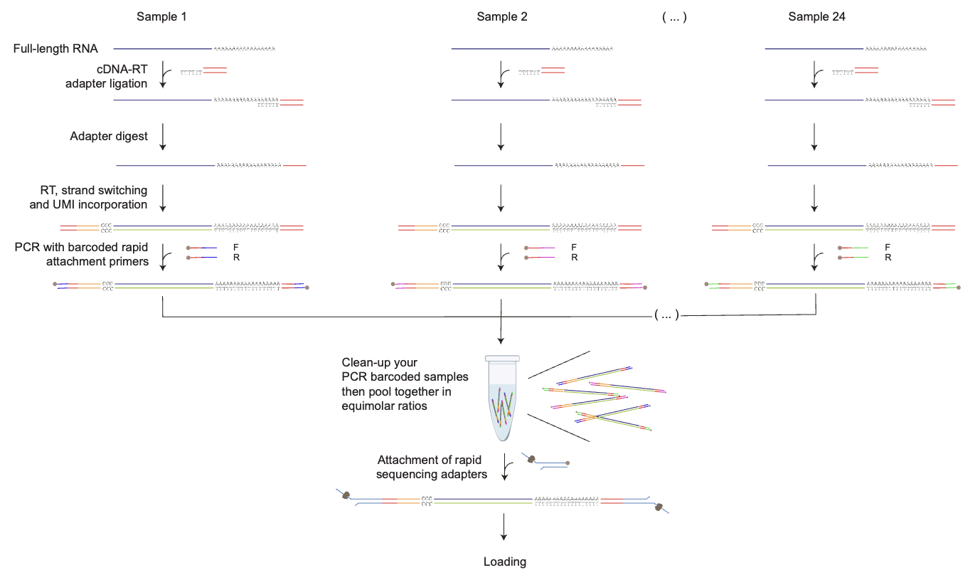 Service-workflow-cdna-pcr-sequencing.png