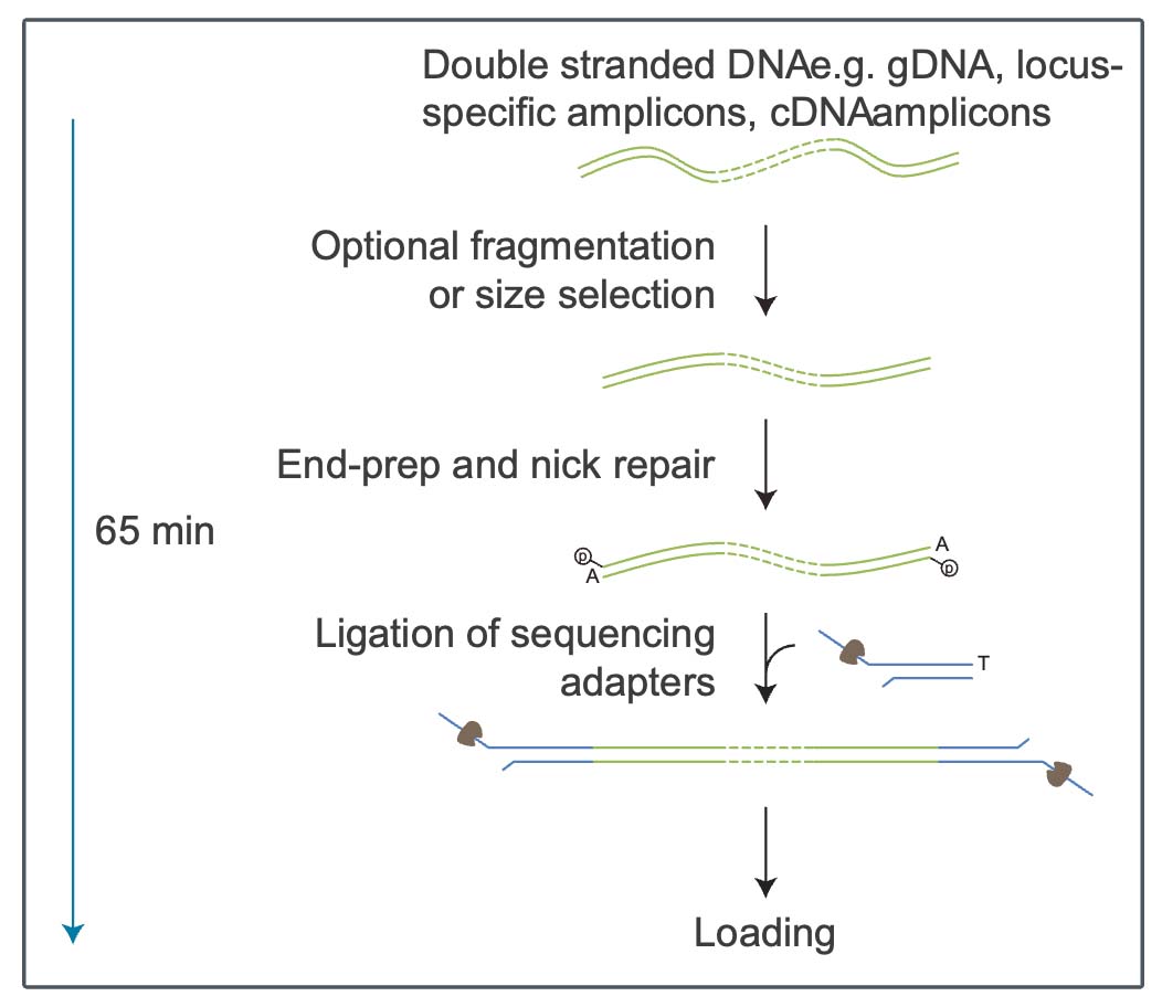Double-stranded-dna-direct-dna-sequencing-wgs.jpg
