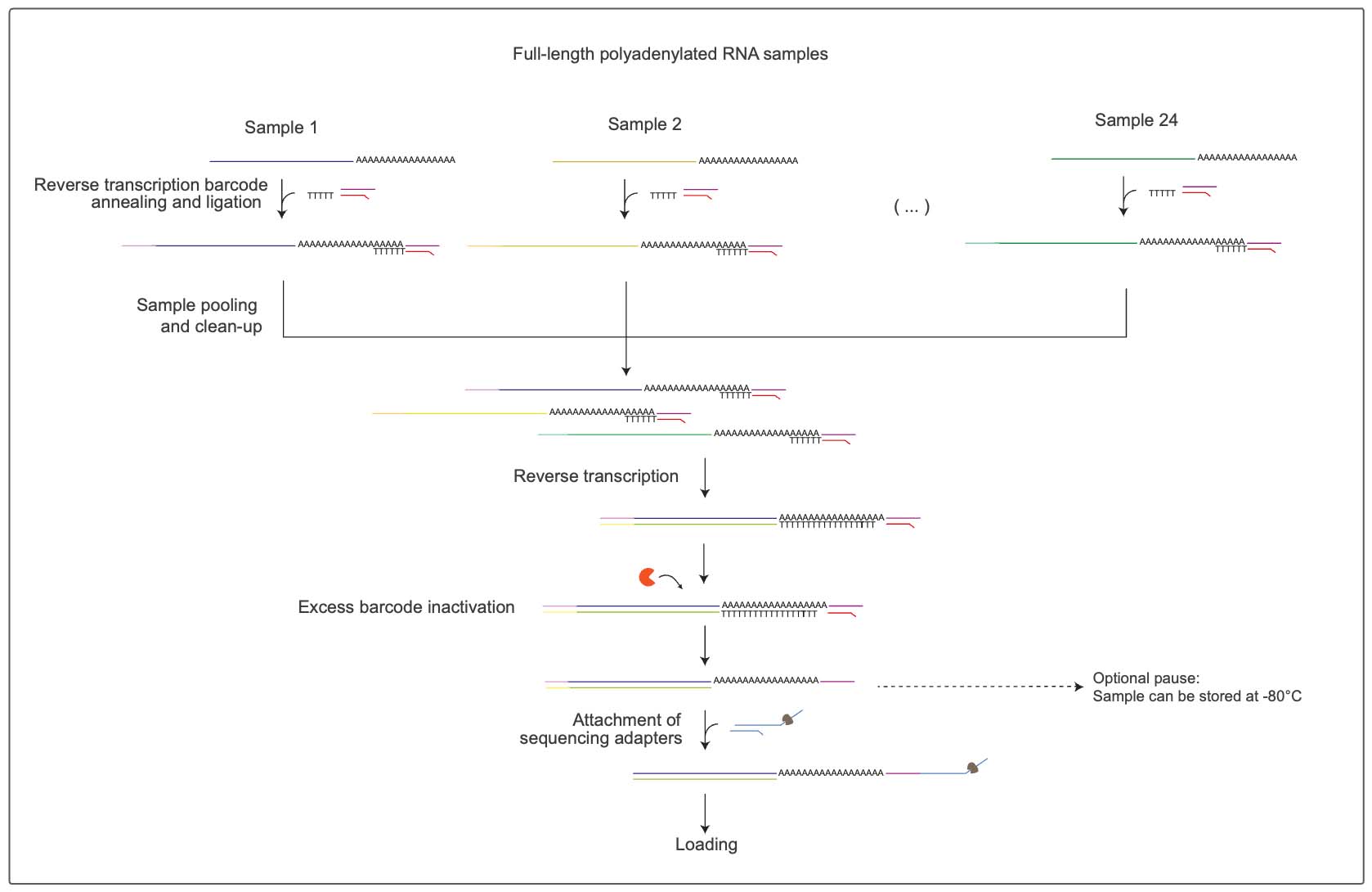 Full-length-polyadenylated-rna-samples.jpg