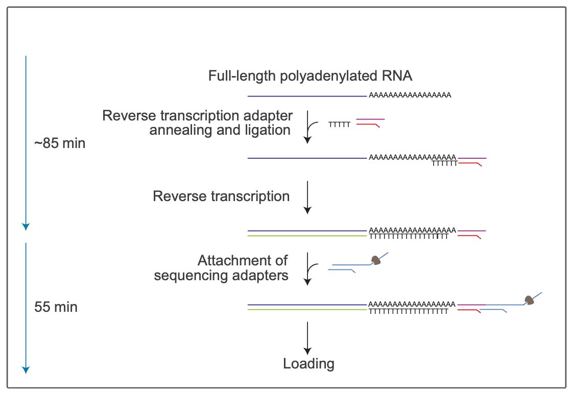 Full-length-polyadenylated-rna-diagram.jpg