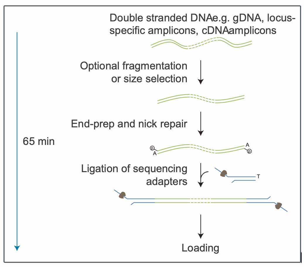 Ligation-sequencing-diagram.jpg